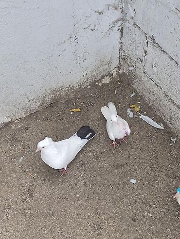 etibarlı ellere pisik: Təmiz Kürdəxanı cinsidi ikisidə.Belə heyvan saxlamıram deyə — 3