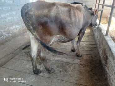 аксессуары для животных: Продаю | Корова (самка) | На откорм