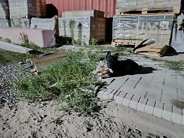 Продажа собак: Овчарка, 2 месяца, Самец — 8