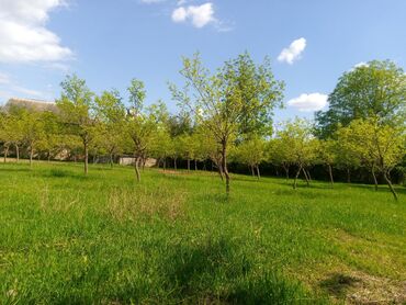 Torpaq sahələrinin satışı: 45 sot, Kənd təsərrüfatı, Mülkiyyətçi, Kupça (Çıxarış) -da lalafo.az — 3 Torpaq sahələrinin satışı: 45 sot, Kənd təsərrüfatı, Mülkiyyətçi, Kupça (Çıxarış) — 3