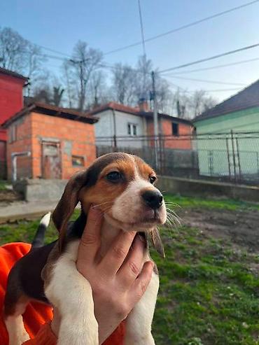 Psi: Bigl štenci Prodajem prelepe rasne štence rase Bigl, oštenjene — 3