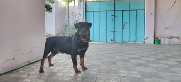 it aliram: Rotveyler, 2 il, Dişi, Ünvandan götürmə, Ödənişli çatdırılma lalafo.az -da it aliram: Rotveyler, 2 il, Dişi, Ünvandan götürmə, Ödənişli çatdırılma