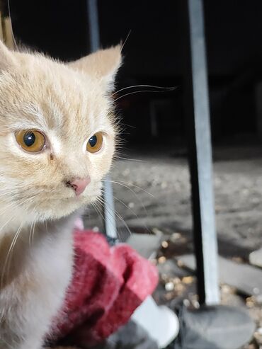 британская короткошерстная кошка золотая шиншилла: Породистые котята домашнего типа. - Окрас: персиковый (кремовый