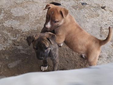 pit dermani: 1 ay — 9