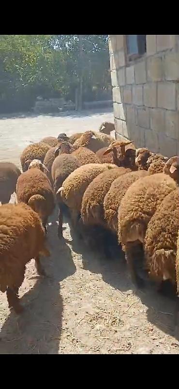 ətlik dovşan: Erkək,Dişi Quzular Satılır📍Diri Çəkisi 10manatdan stitqasız,diri — 4