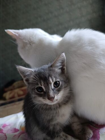 Pişiklər: Tabbi — 9