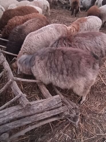 Козы, козлы: Продаю | Козёл (самец) | На забой — 6