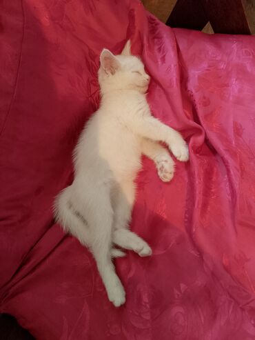 бутка для собак: Dişi, Yaxşı əllərə