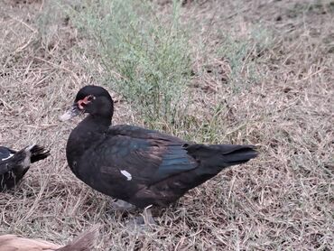 Quş: Salam lal ördəklər satılır .Fərələr 25 xoruzlar 35 azn .Fərələr — 19