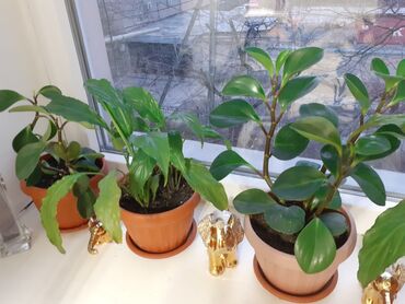 дерево мандарин: Продаются комнатные растения для дома или офиса: замиакулькас