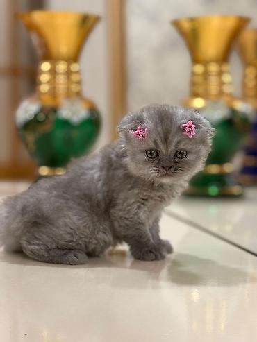 Кошки: Шотландская вислоухая — 2