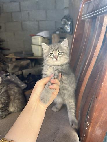 наполнител: Срочно ищем хозяев для этих малышей!! Котята бездомные на данный — 7
