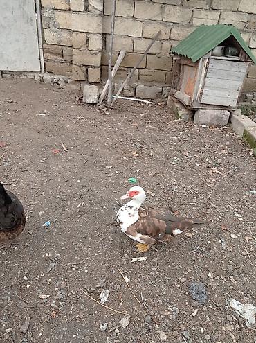 Ördəklər: Satılır: Misk ördəkləri (indo duck) 15 manatdan 30 manata kimi hamsini — 11