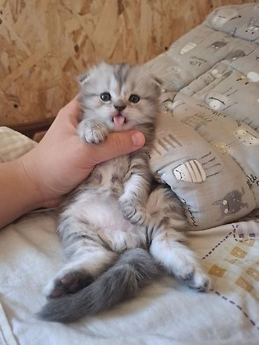 Продажа кошек: Готовится к продаже котёнок породы скотиш фолд вислоухая. мальчик — 1