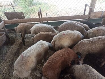 Коровы, быки: Təmiz şəraitdə bəslənmiş quzu əti kiloqramı 19 manat