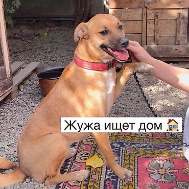 Отдам даром собаку: Собака даром: Дворняжка, 1 год, Самка, С прививкой — 1