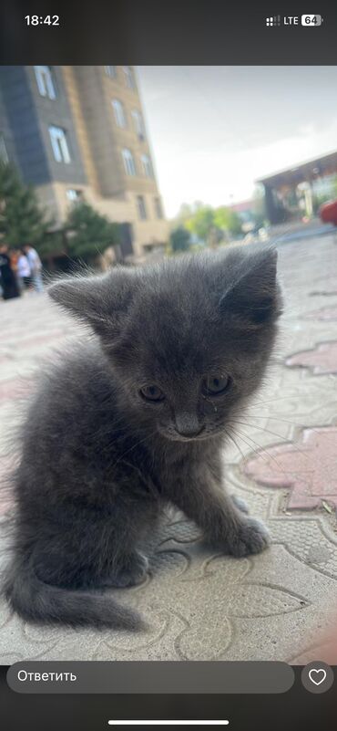 клевер продаю: Скотиш Фолд (Шотландиялык шалпаң кулак), 1 айлык, Ургаачы, Боз