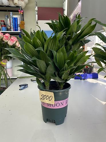 Драцены и Сансевиерии: Драцена компактная (Dracaena deremensis ‘Compacta’) в пластиковом — 1