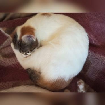 персидская кошка: Отдам в добрые руки котят, 2 девочки 4 месяца, приучены к лотку — 1