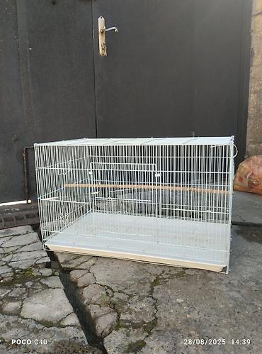 star quşu: Teze kimidi sonu 60 azn korella qusu ile barter var 2 eded lutino ile — 1