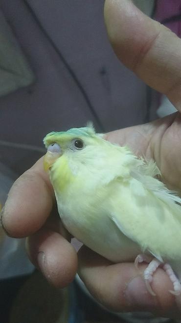 Tutuquşları: Bir ədədi -100-azn 150 azn aq rəydə olanlar qiymət fərqli hazır -da lalafo.az — 17 Tutuquşları: Bir ədədi -100-azn 150 azn aq rəydə olanlar qiymət fərqli hazır — 17