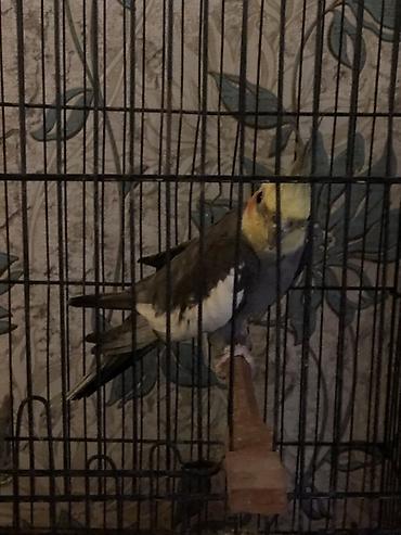Erkək Nimfa (Cockatiel) tutuquşusu satılır