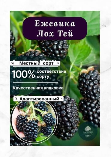 Фрукты и ягоды: Рассада : Ежемалина, Самовывоз, Бесплатная доставка, Платная доставка