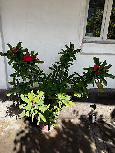 Молочаи: Молочай Миля (Euphorbia milii), крупный куст в горшке - — 2