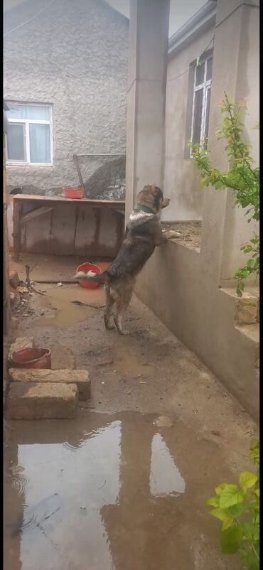 sudluk inekler satisi: 2 il, Erkek, Ünvandan götürmə