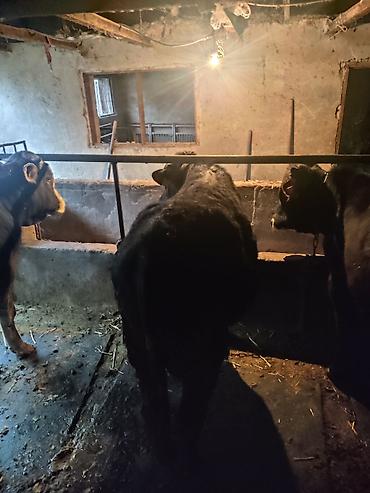 Коровы, быки: Продаю | Бык (самец) | На откорм | Привязанные — 9