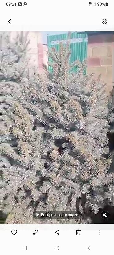 комнатный гулдор: Ель голубая (Picea pungens glauca), взрослое декоративное дерево. - — 2