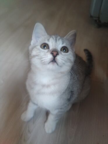 Pişiklər: Britan — 5