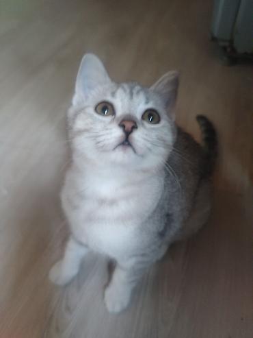 Pişiklər: Gümüş rəngli balaca pişiklər – zərif və mehriban ev heyvanları - Növ — 3