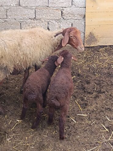 Qoyunlar, qoçlar: Dişi, Qala, il: 2, Ünvandan götürmə — 8