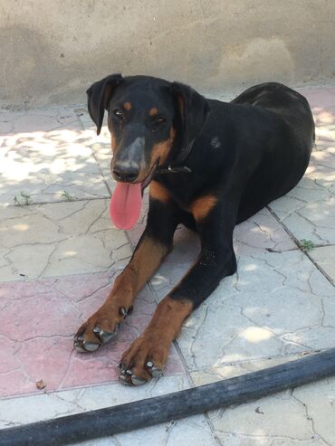 İtlər: Doberman, 6 ay, Dişi, Peyvəndli, Ünvandan götürmə