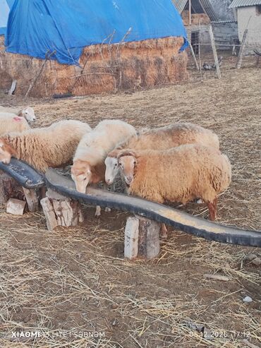 Qoyunlar, qoçlar: Salam. 6 baş qoyun satılır . Razılaşma yolu ilə, cinsidir . 🐑 Yerli — 1