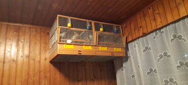 odelo za pse: Kavez za ptice sa pregradom na sredini.Za vise informacija javiti se