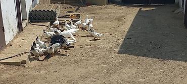 qus iran: Wexsi heyvanlarimi satiram munasib qiymete.17 eded ordek,(yumurta — 3