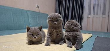 шотландская кошка купить: Шотландские котята, окраc «blue» (однотонный серо-голубой). В помёте — 1