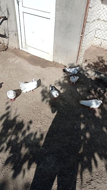 goyercinler: Salam aleykum unvan merdekan catdrlma ödenis olnarsa olar qiymetde — 6