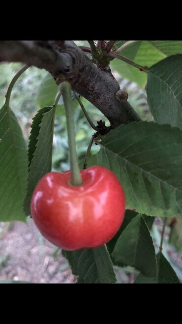 Torpaq sahələrinin satışı: 48 sot, Tikinti, Mülkiyyətçi, Bələdiyyə — 2