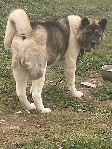 en gozel itler: Akita-inu — 2