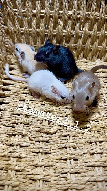 Хомяки: Продаются РУЧНЫЕ песчанки. От них НЕТ ЗАПАХА, как от хомячков и крыс — 7