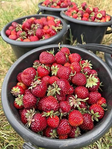 Клубника: Клубника — 3