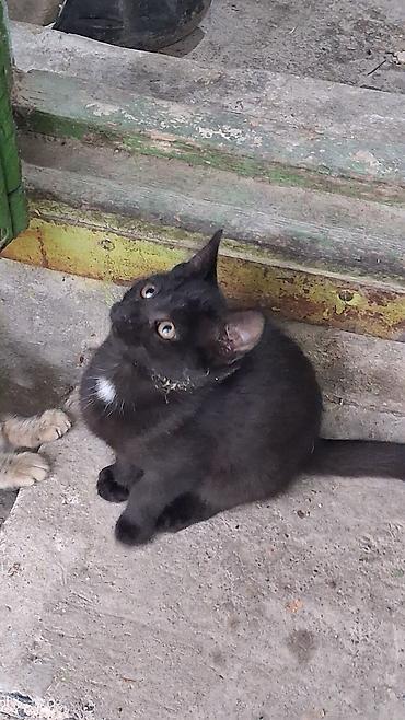 котята в караколе: Котята, домашние, игривые. Описание: - Возраст: примерно 3–4 месяца — 2