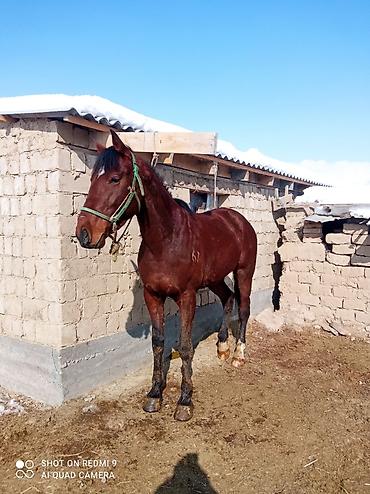 Лошади, кони: Продаю | Жеребец | Рабочий — 5