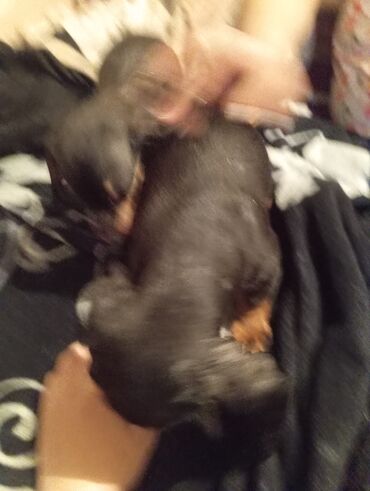 Продажа собак: Такса, 2 месяца, Самка, С прививкой — 12