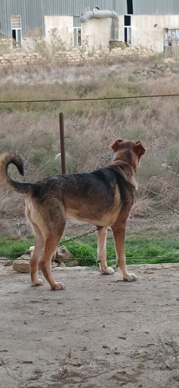 İtlər: Qurdbasar, 2 il, Erkek, Peyvəndli, Ödənişli çatdırılma — 13