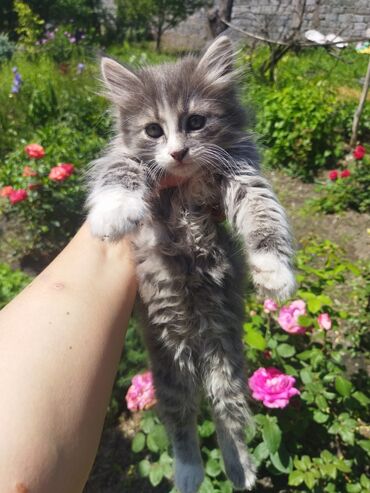 кот сфинкс: Отдам в хорошие руки котенка,1.5 месяца,уже все кушает