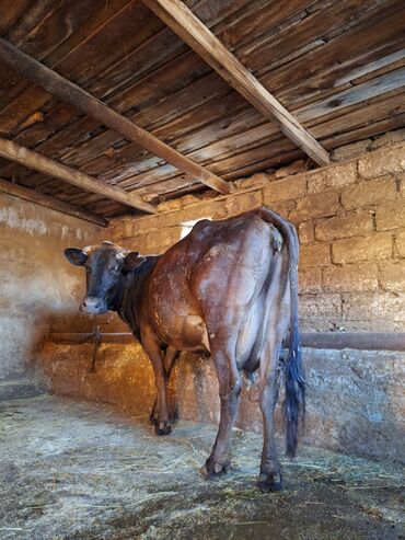 simental inekler satilir: Dişi, il: 3, 600 kq, Damazlıq, Südlük
